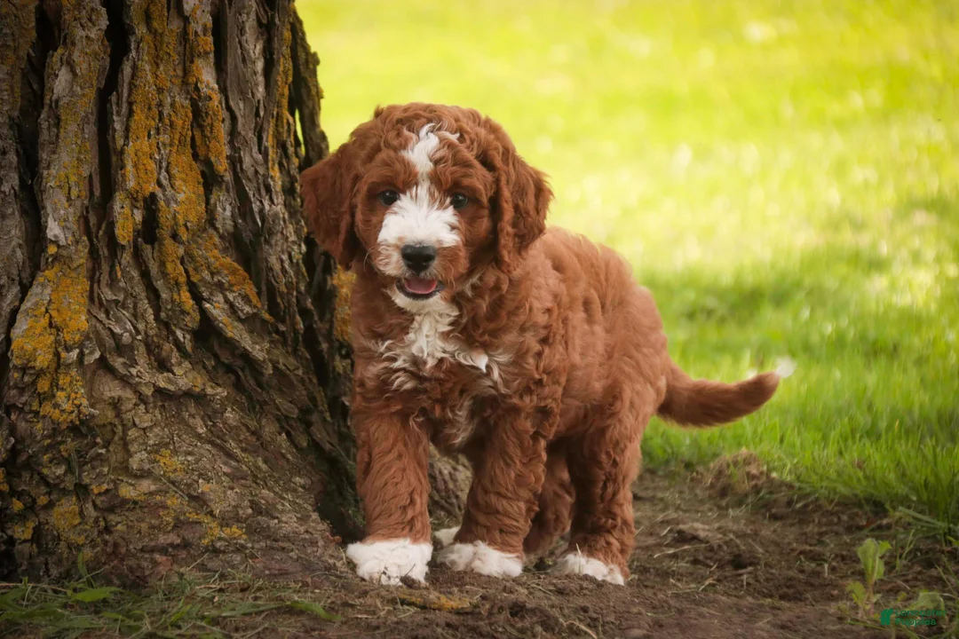 Cavapoo dogs for sale: Blaise Cavapoo  - Ad 1