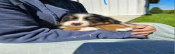 Bernese Mountain Dog dogs for sale: Patrick  - Ad 3