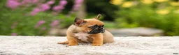 French Bulldog dogs for sale: Grace - Ad 7
