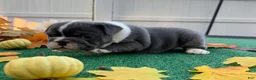 Mixed Breed dogs for sale: Elroy  - Ad 4