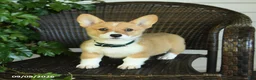 Welsh Corgi Pembroke dogs for sale: Shadow - Ad 3