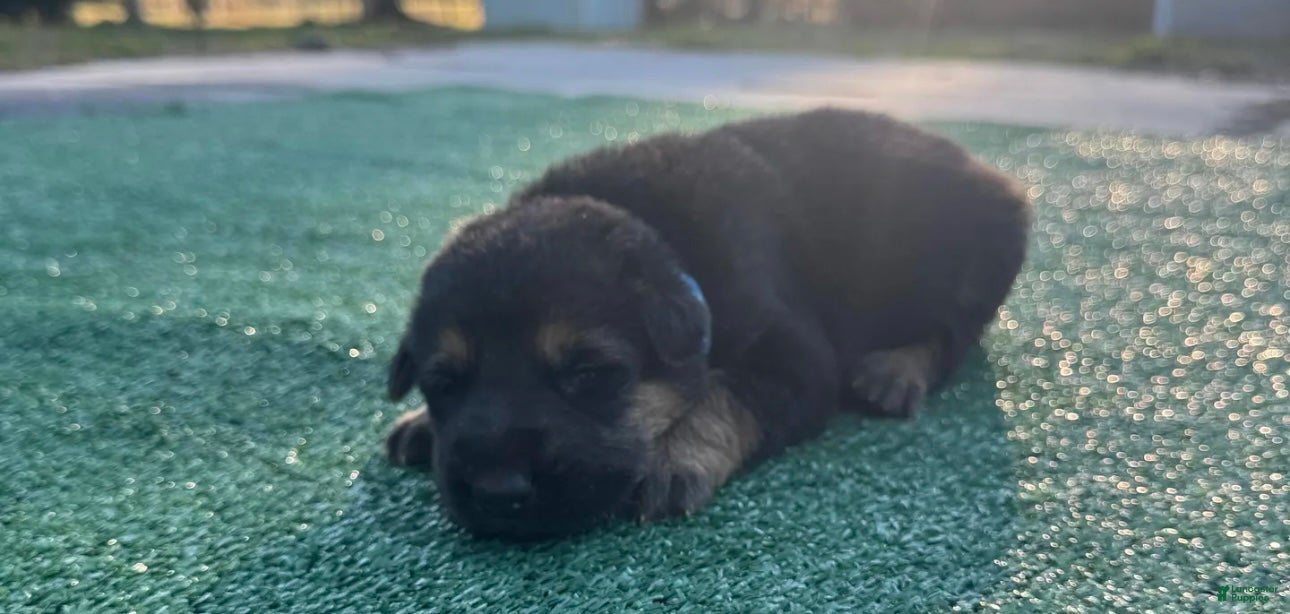 German Shepherd dogs German Shepherd baby blue  - Ad 1