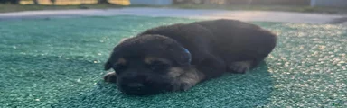 German Shepherd baby blue 