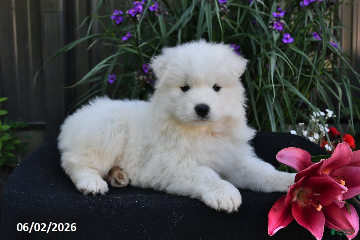 Samoyed dogs for sale: Marshmallow - Ad 5