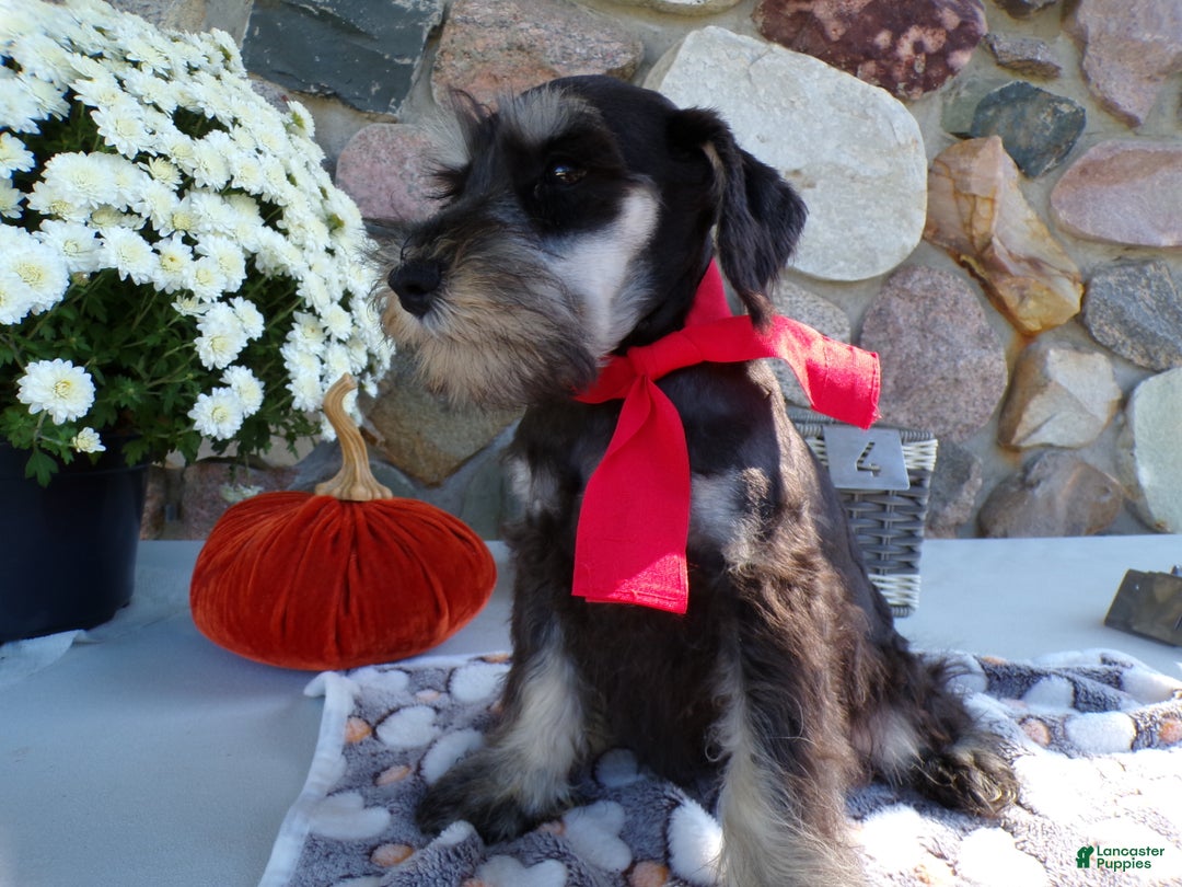 Miniature Schnauzer dogs for sale: Miniature Schnauzer Puppy 5 Curt - Ad 3