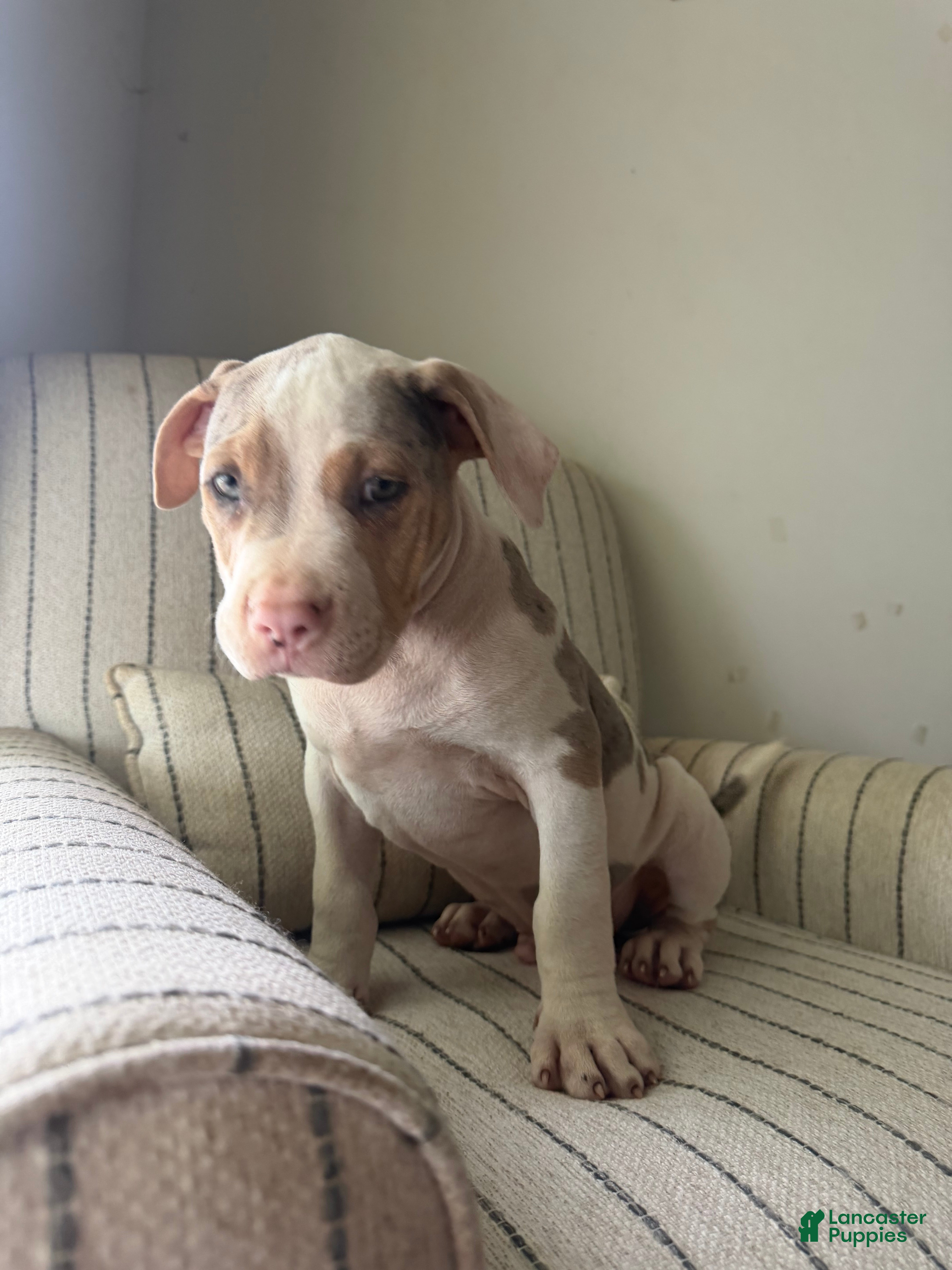 American Bully dogs Mr.Platinum  - Ad 2