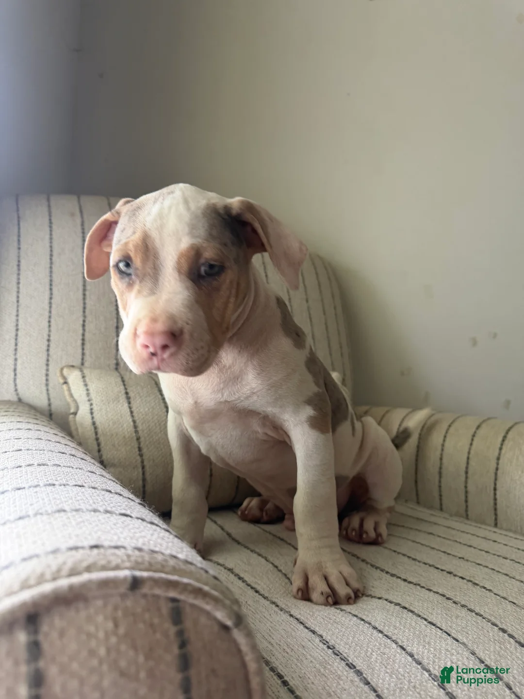 American Bully dogs for sale: Mr.Platinum  - Ad 2