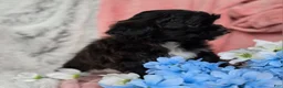 Shihpoo dogs for sale: Lacey - Ad 21