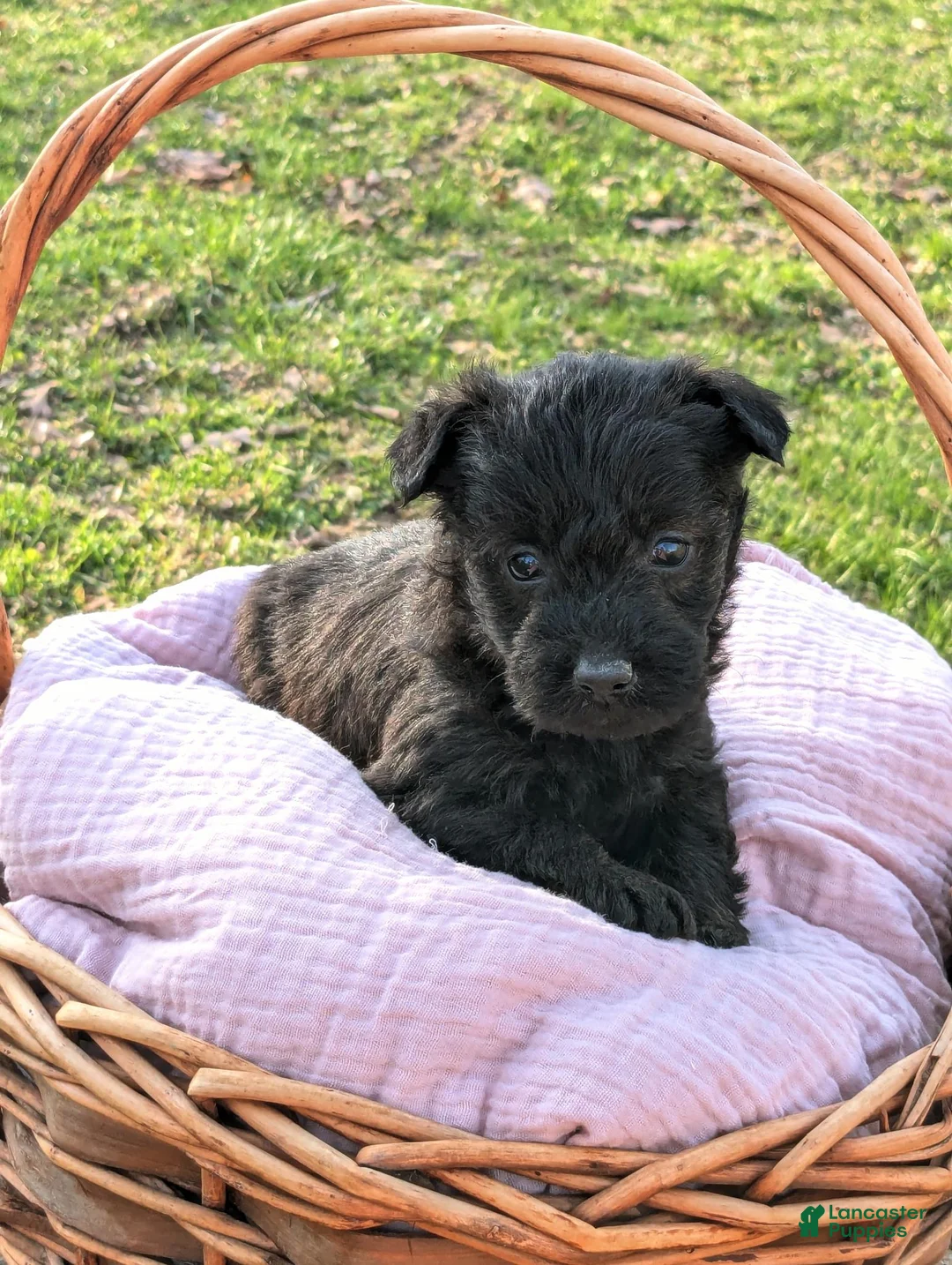 Mixed Breed dogs for sale: River - Ad 2