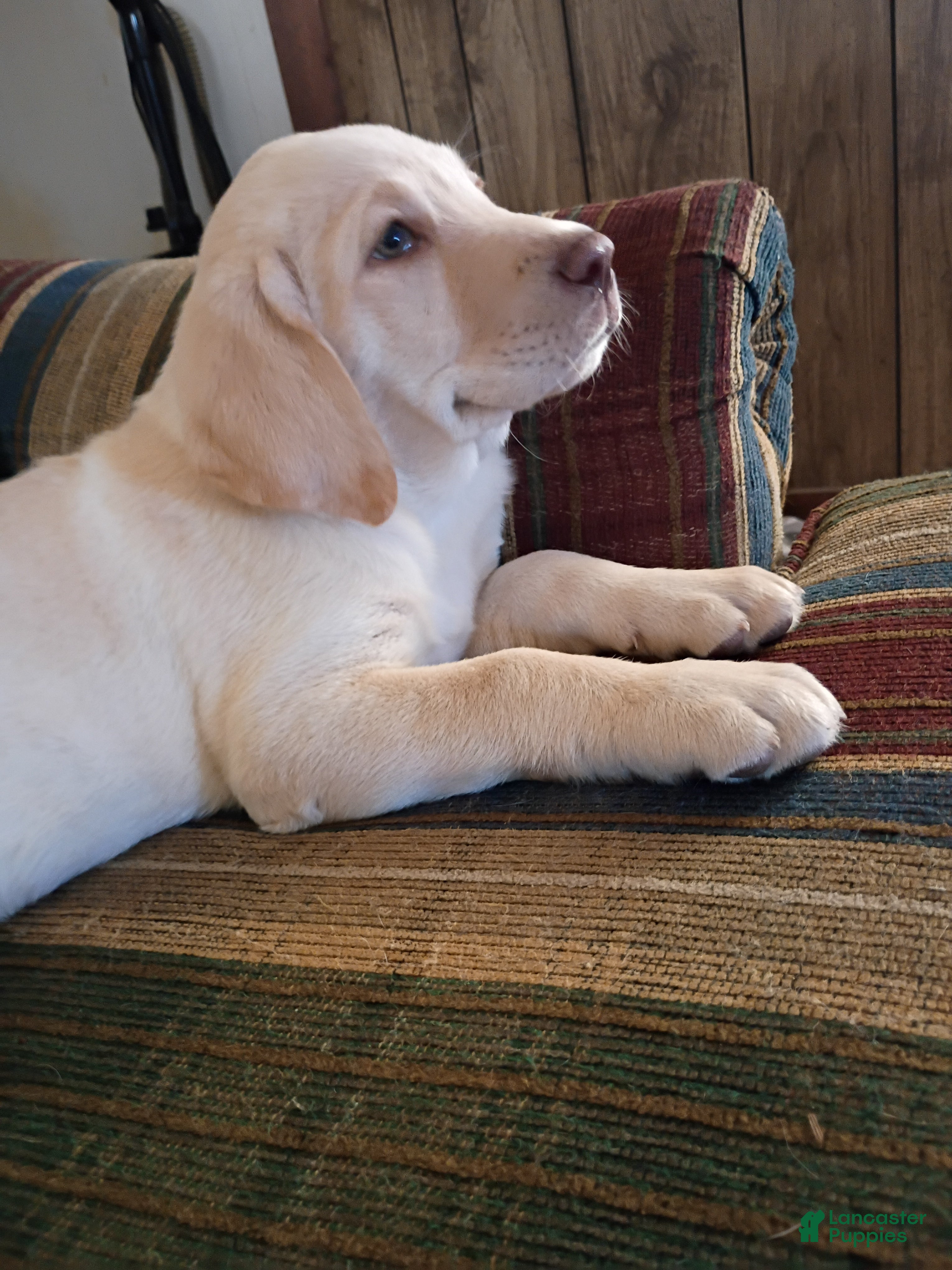 Labrador Retriever dogs Labrador Retriever Puppy 5 - Ad 2
