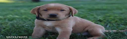 Labrador Retriever dogs for sale: Jade - Ad 4