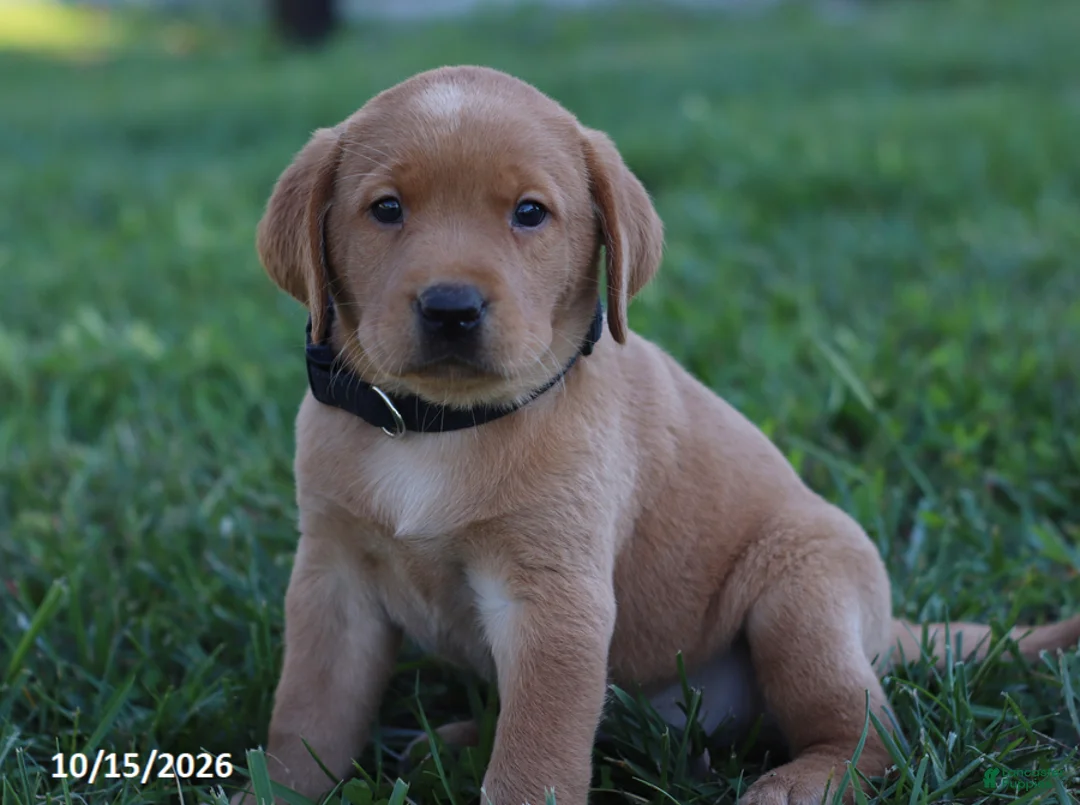 Labrador Retriever dogs for sale: Jade - Ad 4