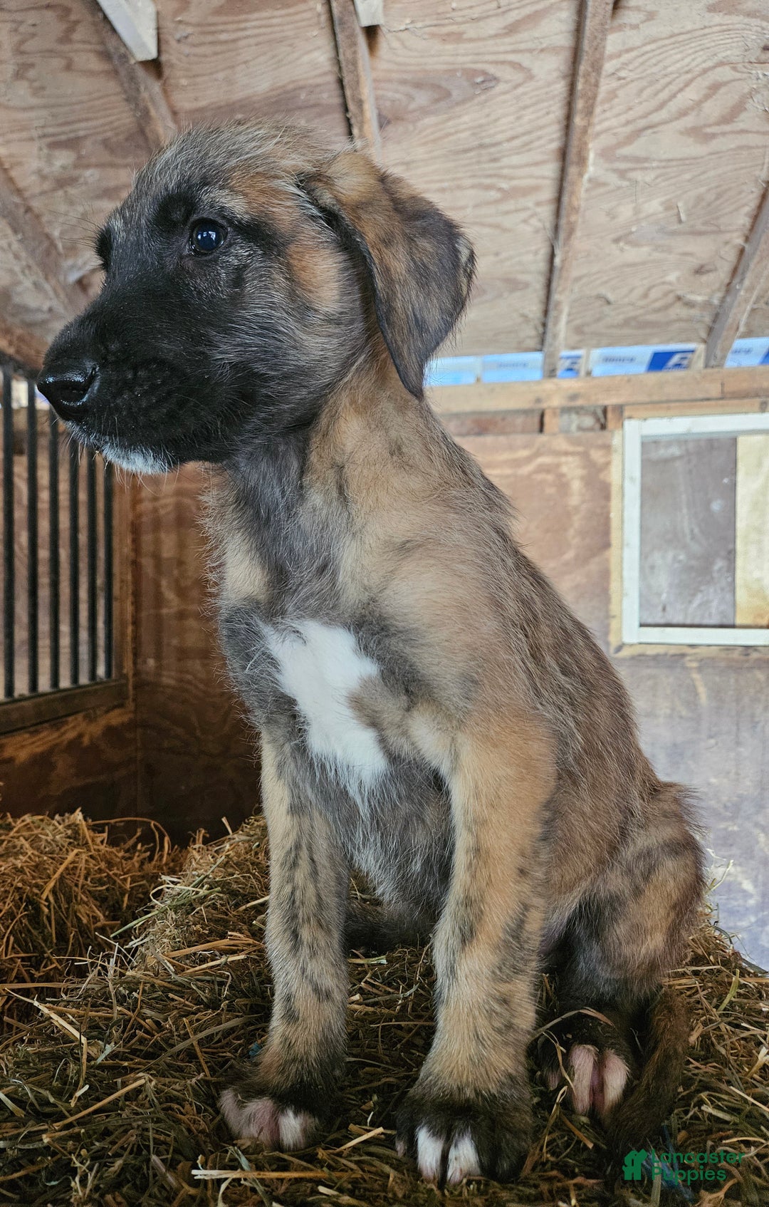 Irish Wolfhound dogs for sale: Irish Wolfhound Puppy 1 - Ad 3