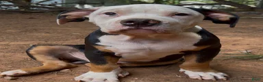 American Bully 1