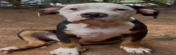American Bully dogs for sale: American Bully 1 - Ad 1