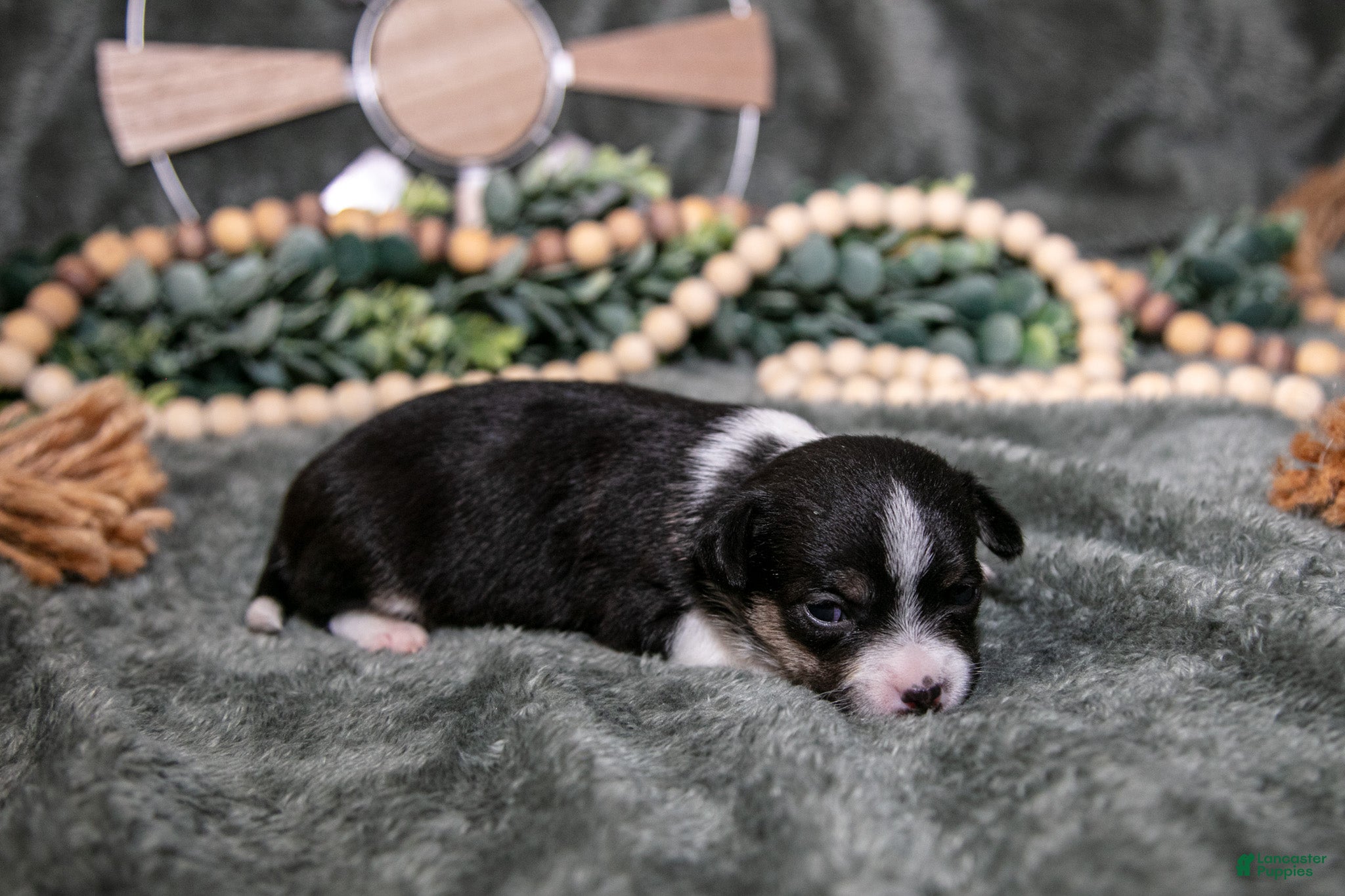 Chihuahua dogs Nugget - Ad 2