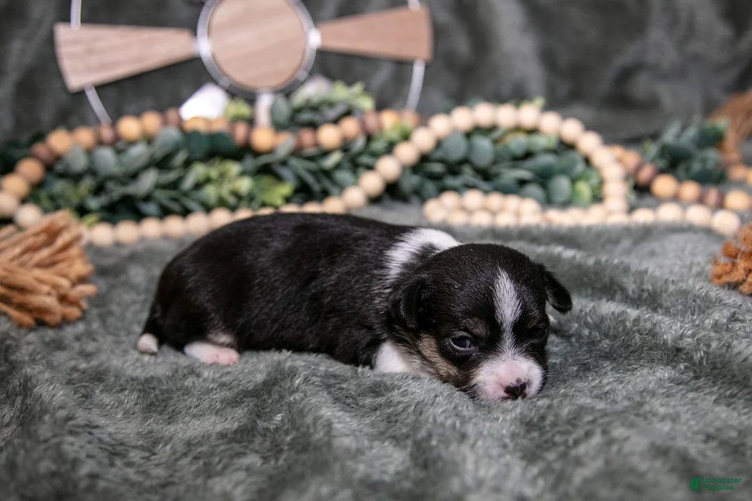 Chihuahua dogs for sale: Nugget - Ad 2