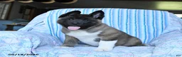 Akita dogs for sale: Richard - Ad 6