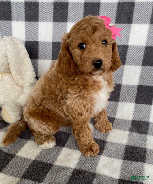 Mini Bernedoodle dogs Pixie - Ad 1