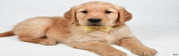 Golden Retriever dogs for sale: Theo - Ad 5