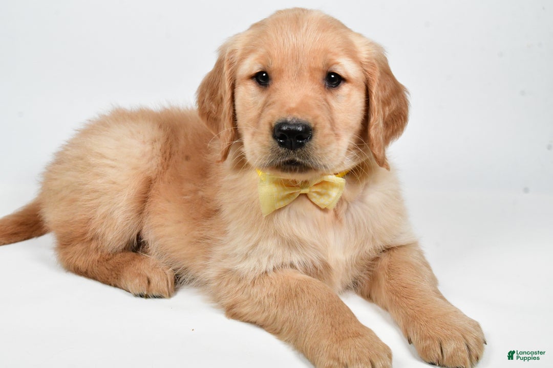 Golden Retriever dogs for sale: Theo - Ad 5