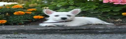 West Highland Terrier dogs for sale: Dillan - Ad 3