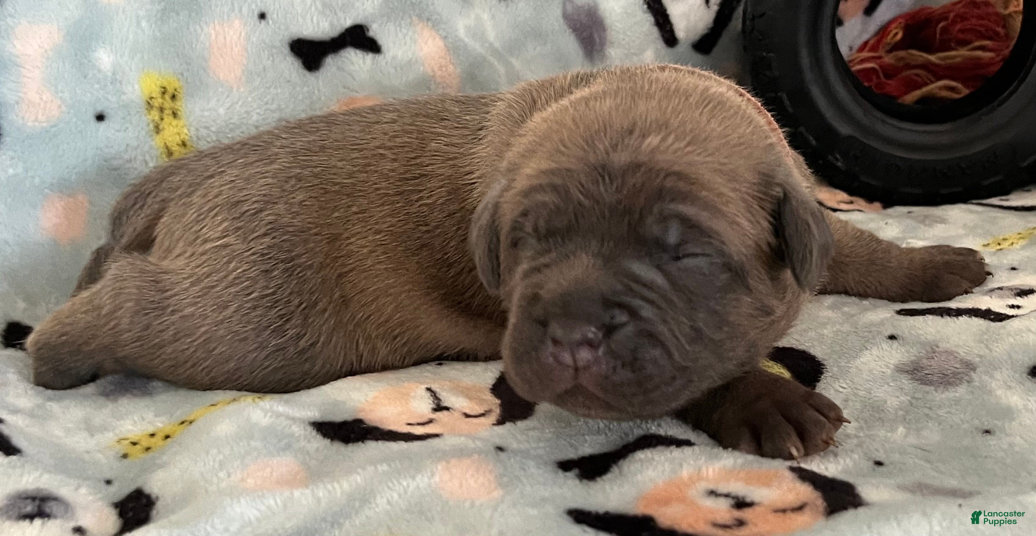 Cane Corso dogs for sale: Orange collar - Ad 6
