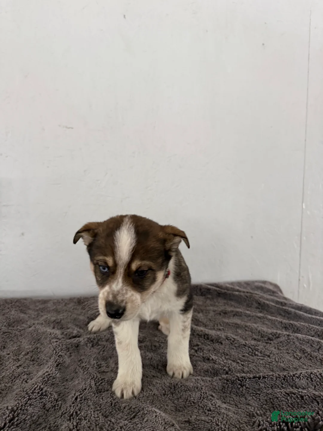 Mixed Breed dogs for sale: Ambre’ - Ad 6