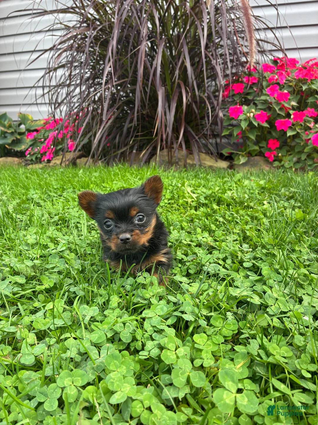 Yorkshire Terrier dogs for sale: Autumn - Ad 2