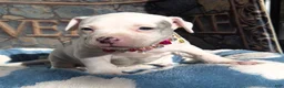 American Bully dogs for sale: "DOLLY PARTON" WHITE MERLE - Ad 4