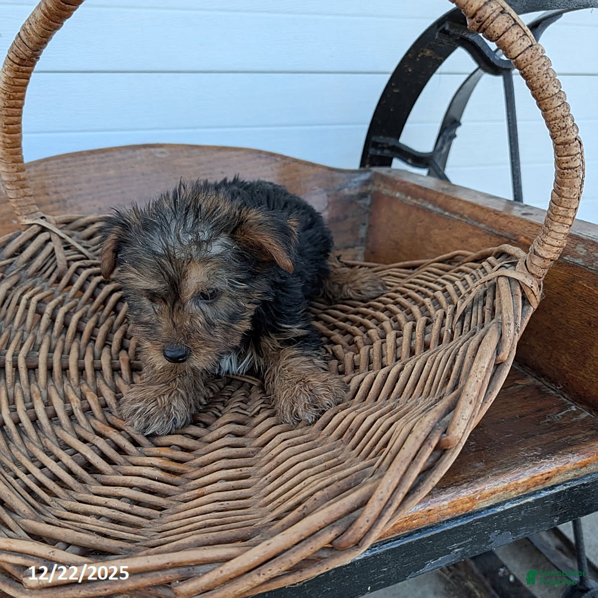 Yorkshire Terrier dogs Rudolph - Ad 32