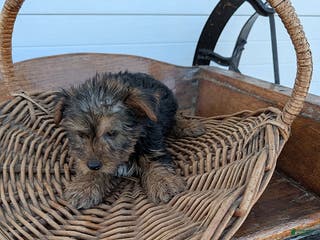 Yorkshire Terrier dogs Rudolph - Ad 29