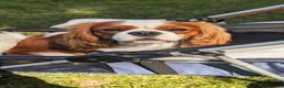 Cavalier King Charles Spaniel dogs for stud: Prince Philip Mountbarking Windsor  - Ad 2