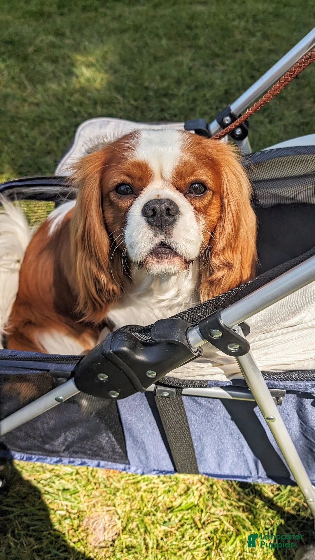 Cavalier King Charles Spaniel dogs for stud: Prince Philip Mountbarking Windsor  - Ad 2