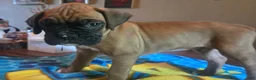 Boxer dogs for sale: Boxer 1 - Ad 1