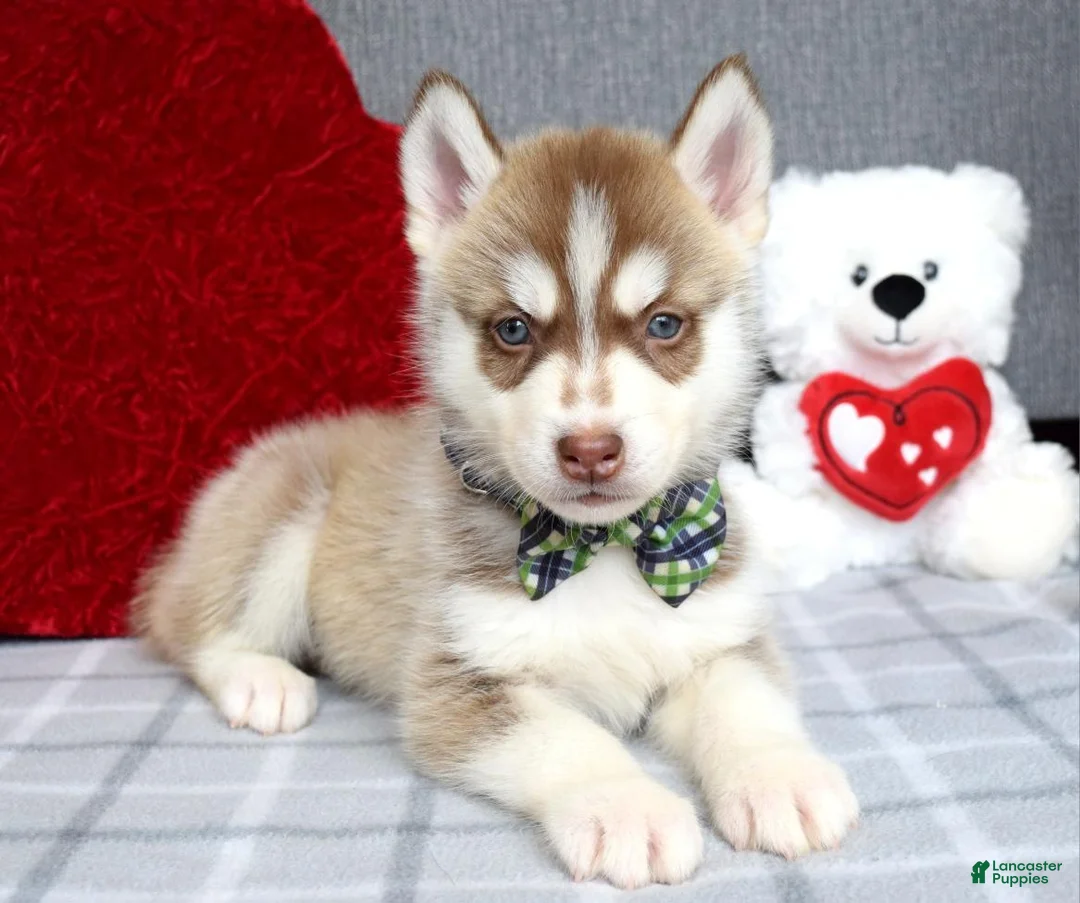 Siberian Husky dogs for sale: Clifford - Ad 6