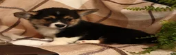 Welsh Corgi Pembroke dogs for sale: Jodi - Ad 3