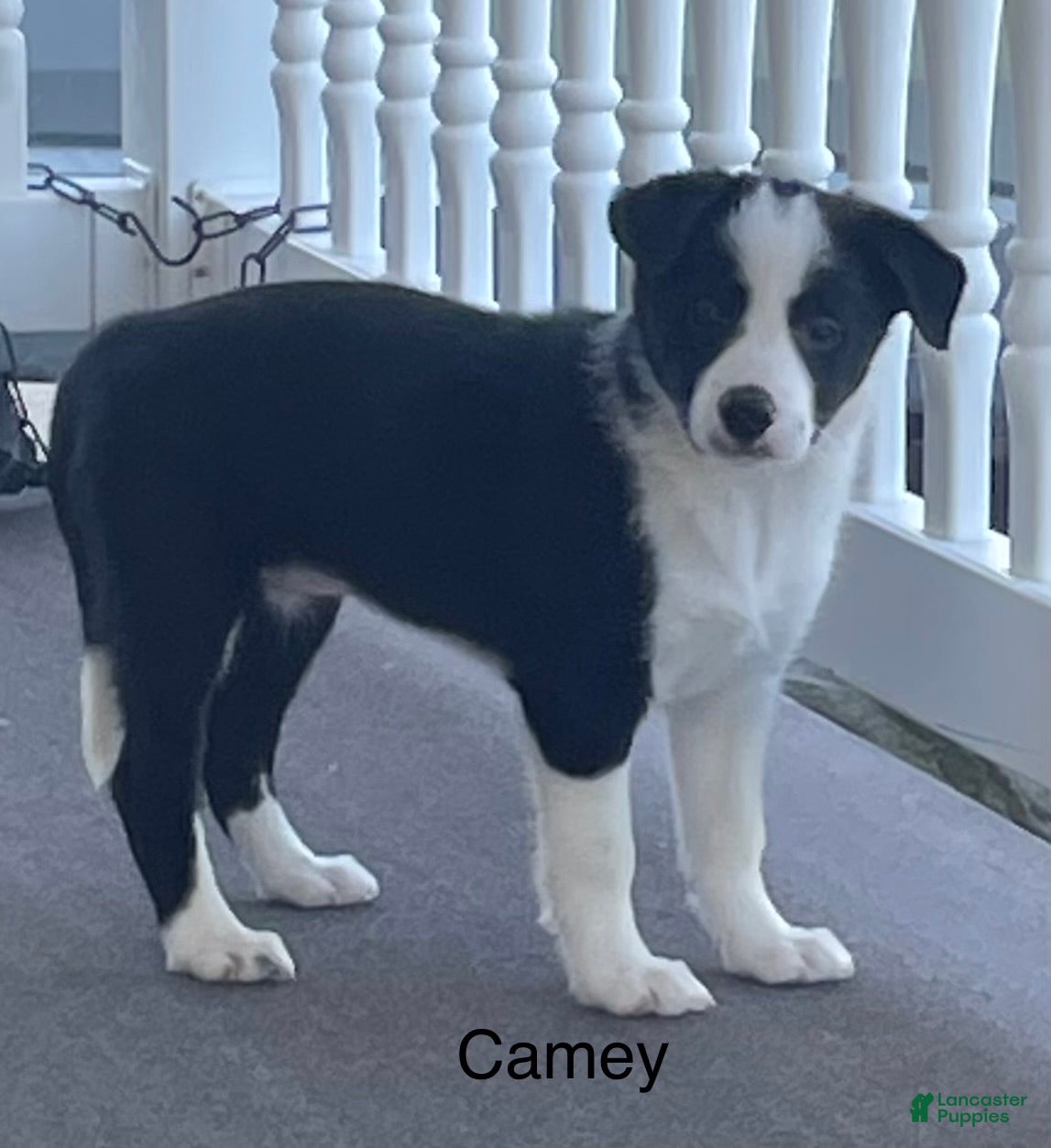 Border Collie dogs Border Collie Puppy 2 Camey - Ad 1