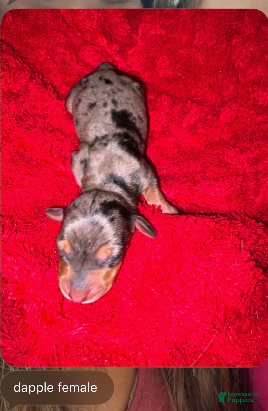 Miniature Dachshund dogs Zydeco  - Ad 39