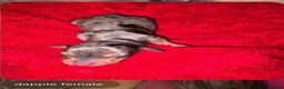 Miniature Dachshund dogs for sale: Zydeco  - Ad 1