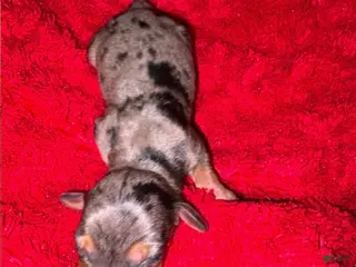 Miniature Dachshund dogs Zydeco - Ad 39