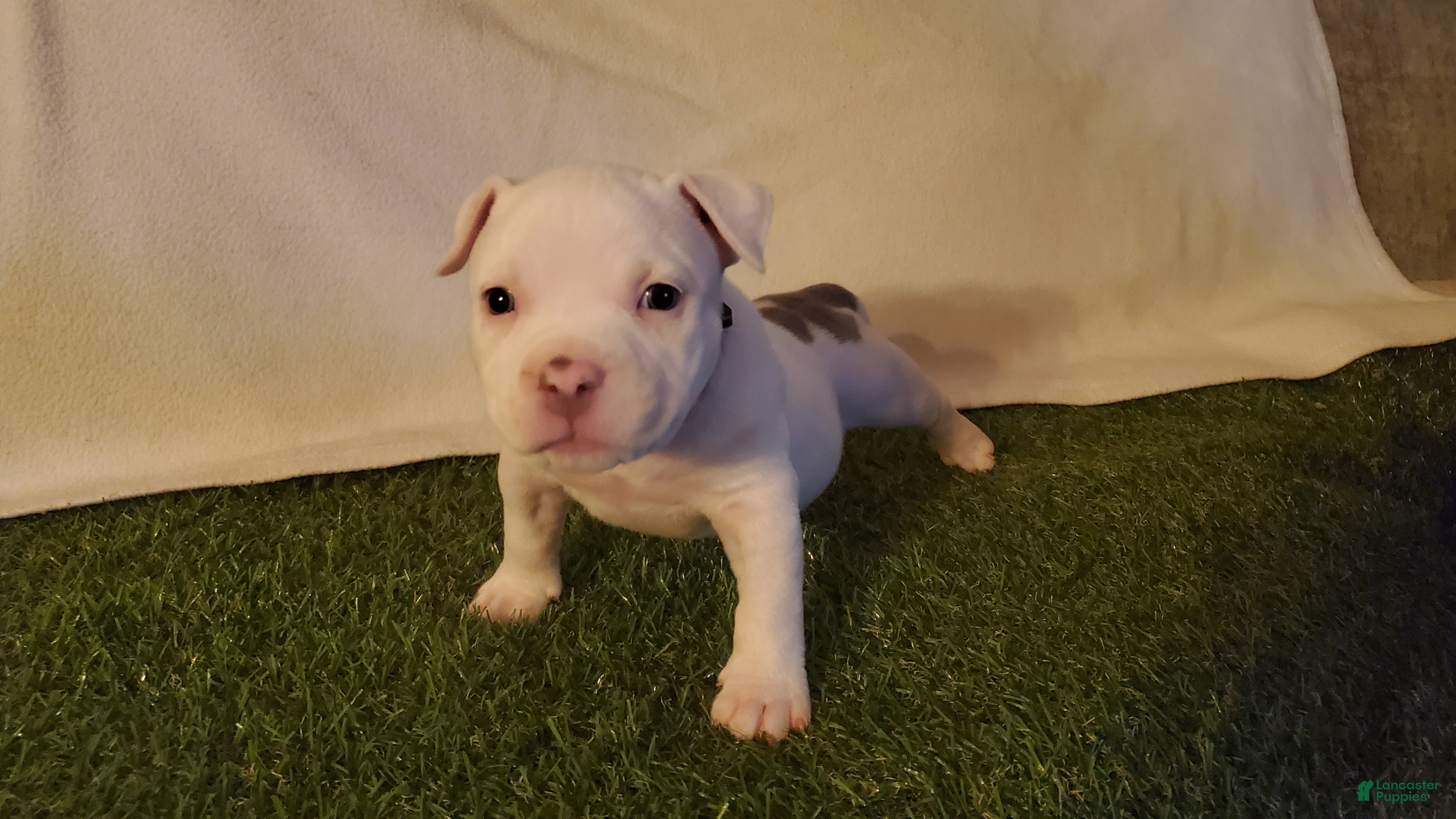 American Bully dogs for sale: American Bully 5 - Ad 2
