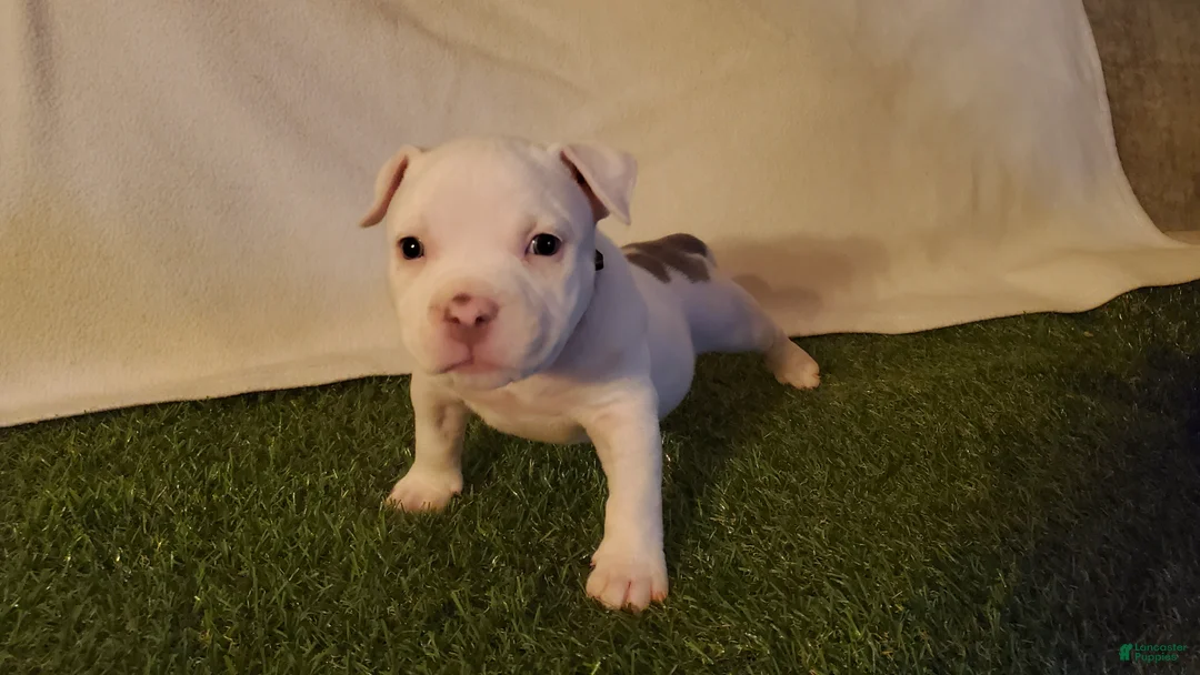 American Bully dogs for sale: American Bully 5 - Ad 1
