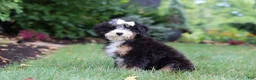 Mini Bernedoodle dogs for sale: Claire - Ad 2