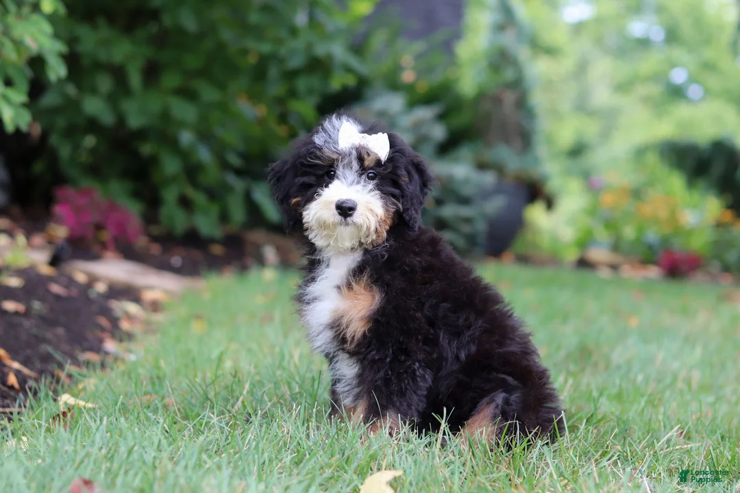 Mini Bernedoodle dogs for sale: Claire - Ad 2