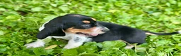 Basset Hound dogs for sale: Speck  - Ad 5