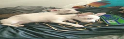 Mixed Breed dogs for sale: Mixed Breed 1 - Ad 2