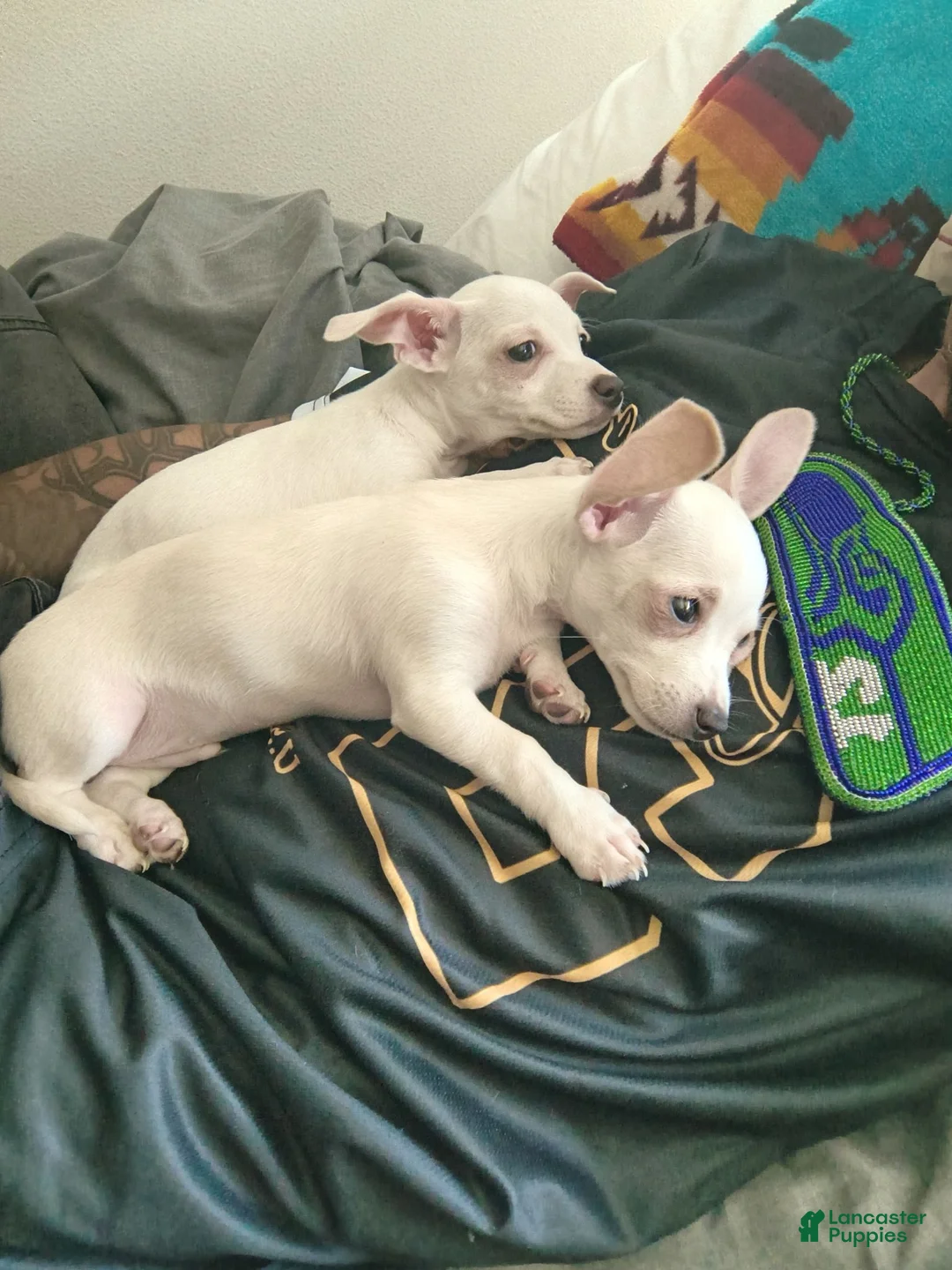 Mixed Breed dogs for sale: Mixed Breed 1 - Ad 2
