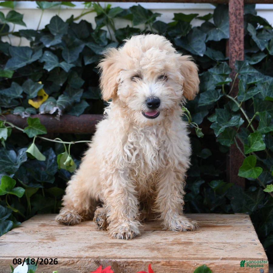 Maltipoo dogs Biscuit - Ad 1