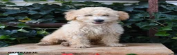 Maltipoo dogs for sale: Biscuit - Ad 1